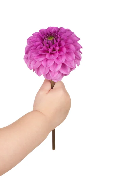 Baby hand innehav blomma — Stockfoto