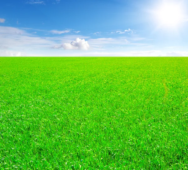Gräsfält och blå himmel — Stockfoto