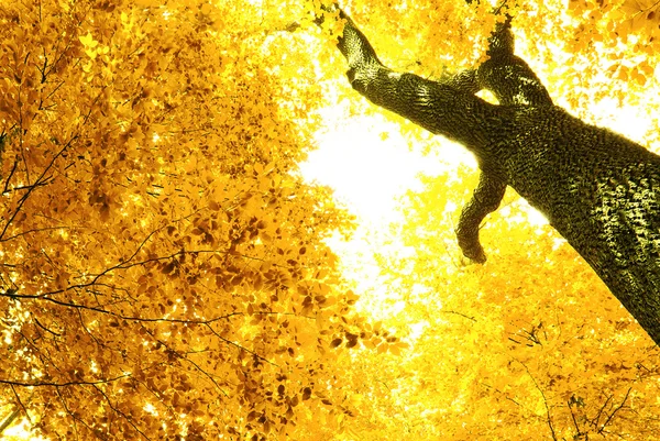 カラフルな秋 — ストック写真