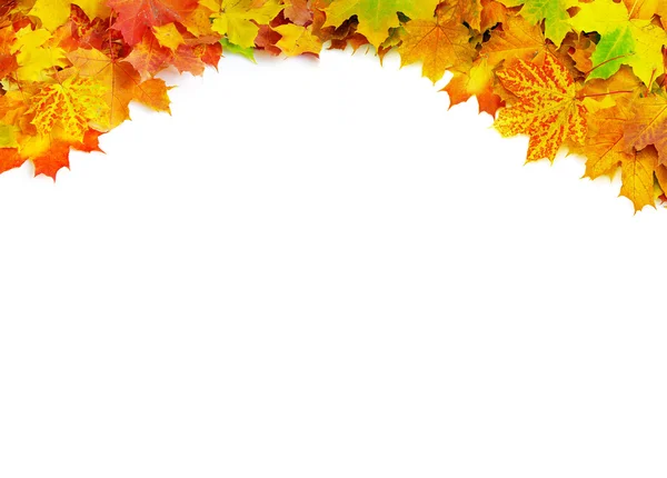 Akçaağaç yaprakları