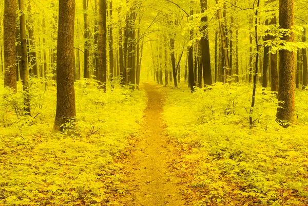Осенний путь — стоковое фото