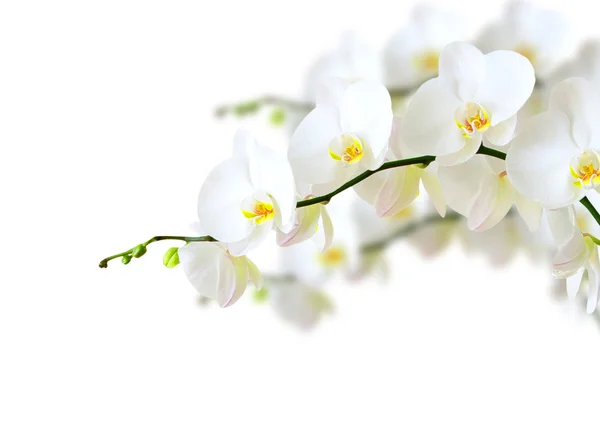 Orchidée blanche — Photo