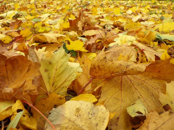 Foglie d'autunno — Foto Stock