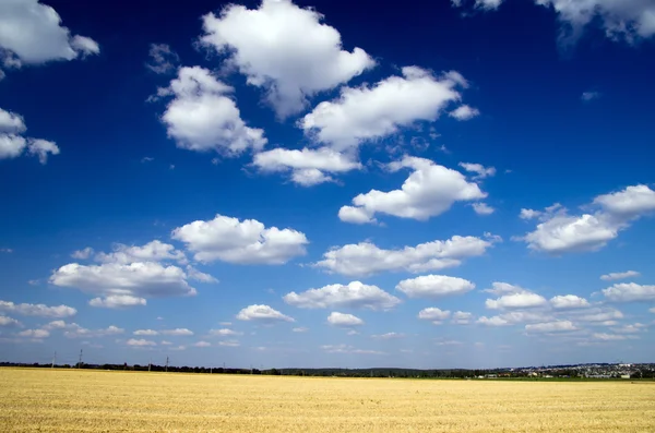 Weizenfeld — Stockfoto