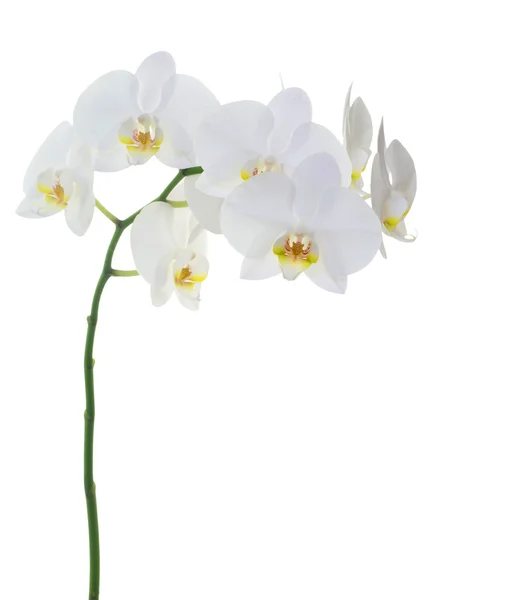 Weiße Orchideen — Stockfoto