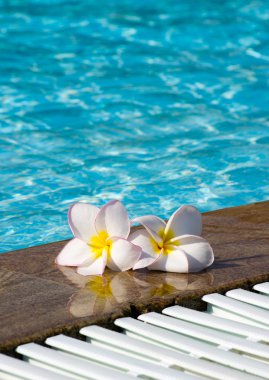 çiçekler Plumeria