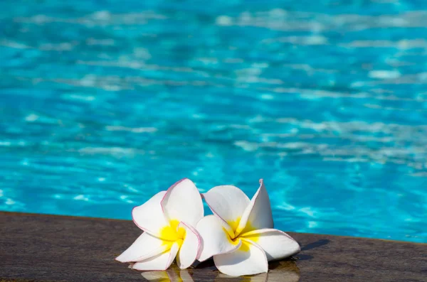 Bloem Plumeria op zwembad — Stockfoto