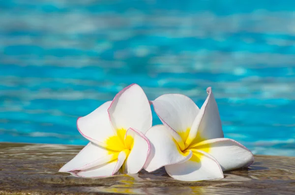 Bloemen op zwembad — Stockfoto