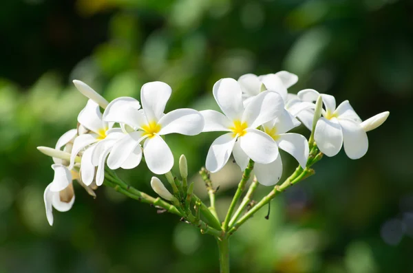 Plumeria λευκά λουλούδια — Φωτογραφία Αρχείου
