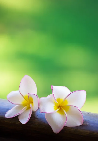 Frangipani flowers — Stock Photo, Image