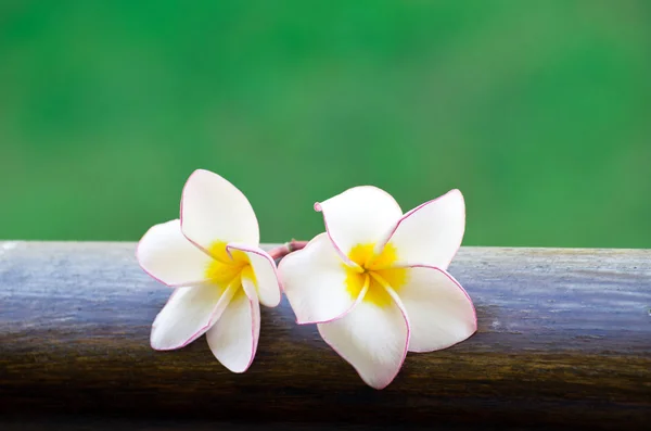 Roze frangipani bloemen — Stockfoto