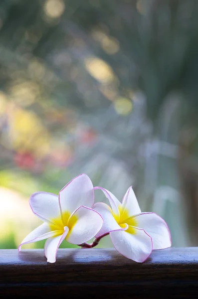 Φραντζιπάνι λουλούδια — Φωτογραφία Αρχείου