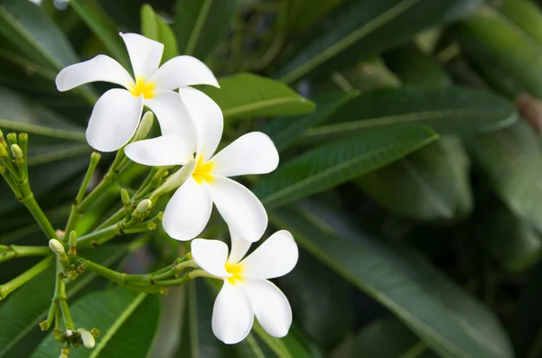 Plumeria blommor — Stockfoto