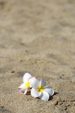 çiçekler Plumeria alba
