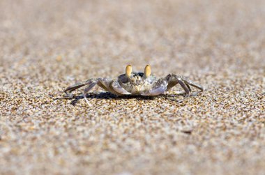 kum üzerine Yengeç