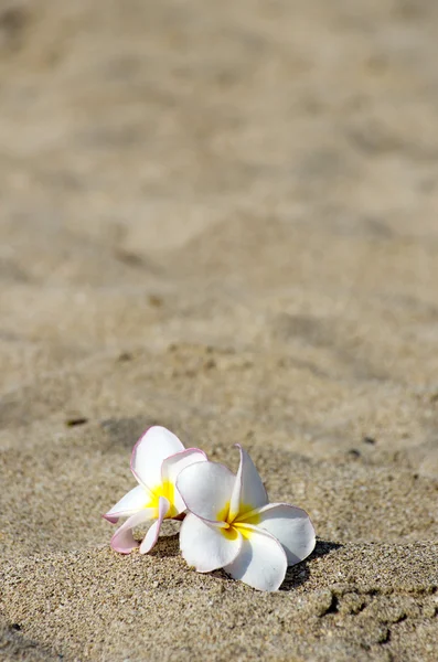 Květů Plumeria alba — Stock fotografie