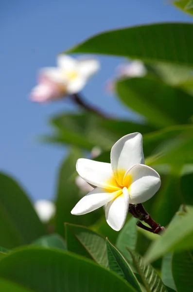 Weiß gefiederte Blüten — Stockfoto