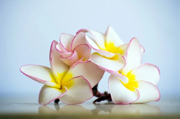 Flores Frangipani — Fotografia de Stock