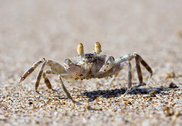 Crab on sand — Stock Photo, Image