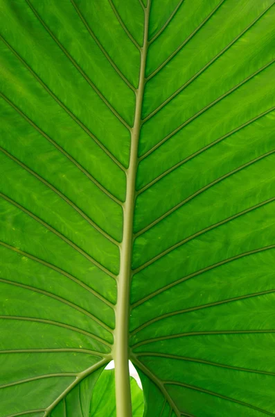 Grünes Blatt — Stockfoto