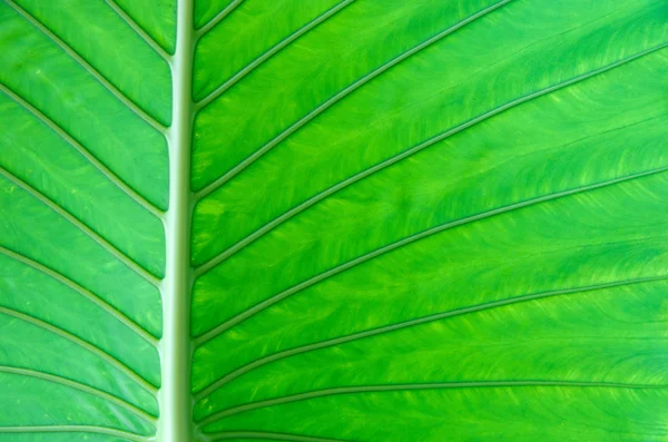 Folha verde — Fotografia de Stock