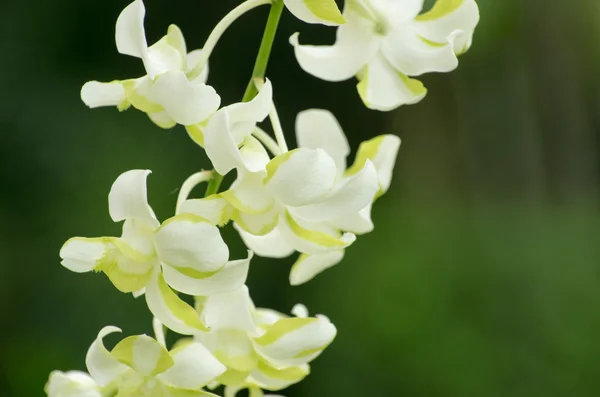 Orquídea — Fotografia de Stock