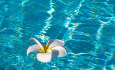 Frangipani çiçek