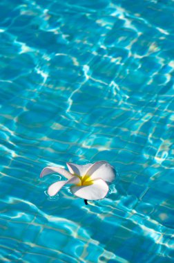 Frangipani çiçek