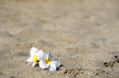 çiçek plumeria