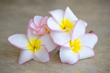 çiçekler frangipani