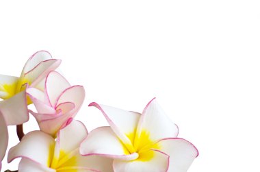 çiçekler frangipani