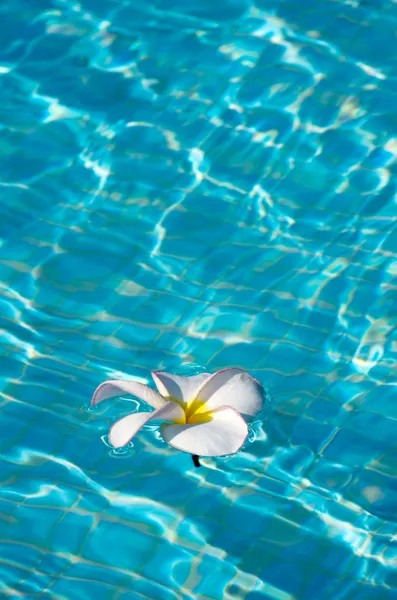 Frangipani bloem — Stockfoto