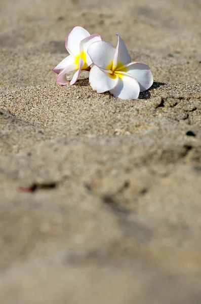 Flores Plumeria alba — Foto de Stock