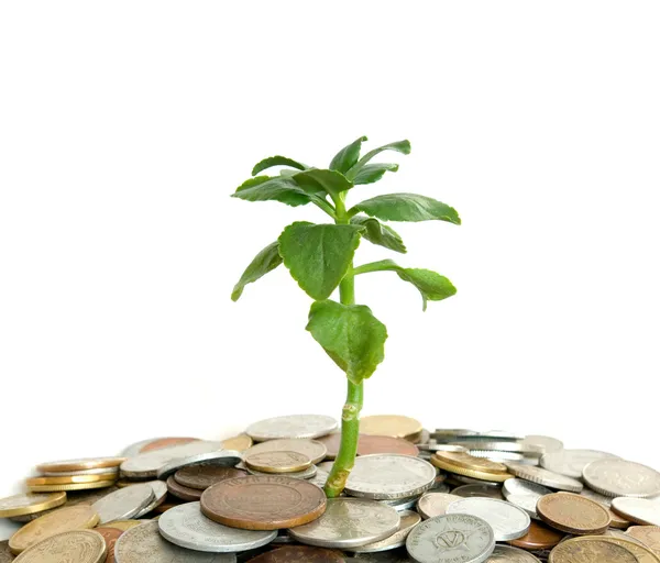 Coins and plant — Stock Photo, Image