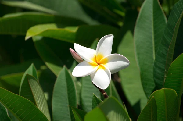 Beyaz plumeria çiçekler — Stok fotoğraf