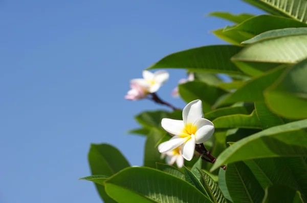 白いプルメリアの花 — ストック写真