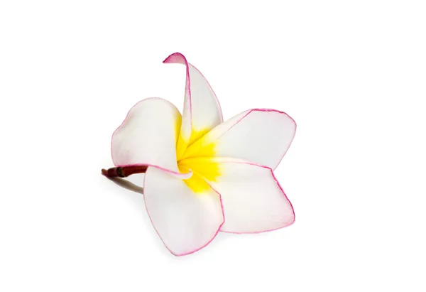 Frangipani bloem — Stockfoto