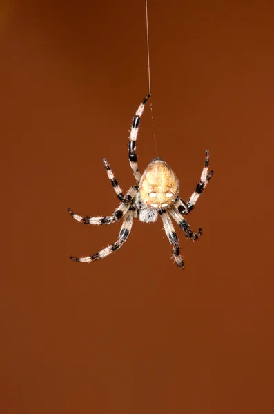 Spinnen — Stockfoto