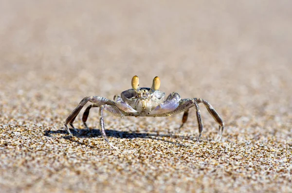 Krabba på sand — Stockfoto