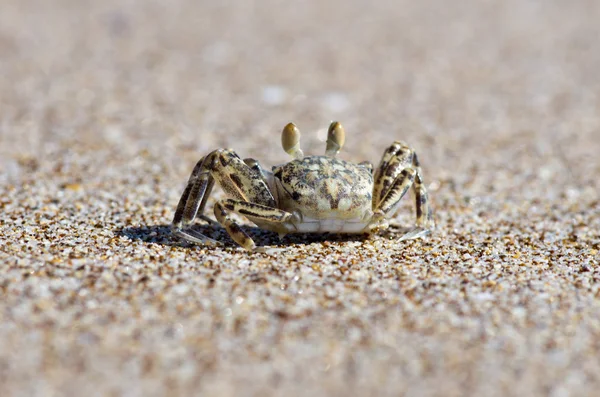 Krabbe auf Sand — Stockfoto