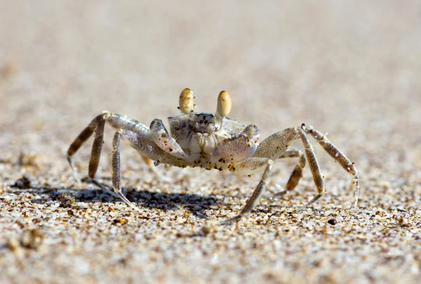 Krab — Stock fotografie