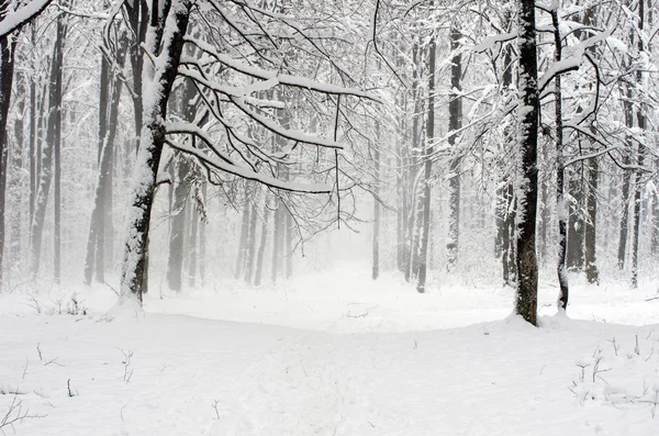 Bosque de invierno —  Fotos de Stock