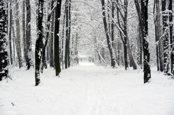 Floresta de Inverno — Fotografia de Stock