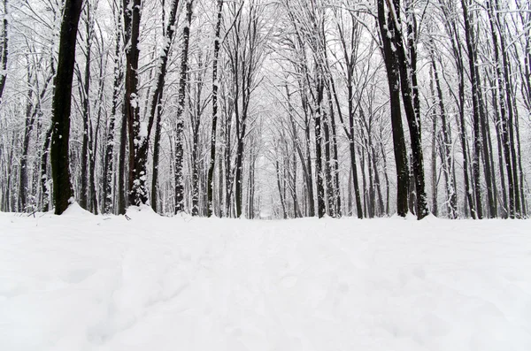 Vinterskog — Stockfoto