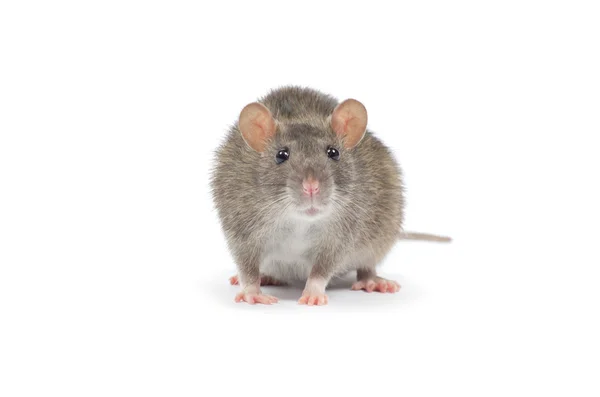 Rato em branco — Fotografia de Stock