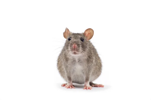 Rat på vit — Stockfoto