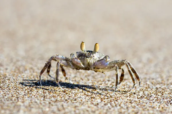 Crab on sand — Stock Photo, Image