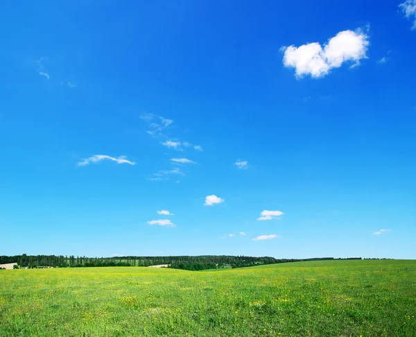 Campo verde — Foto Stock