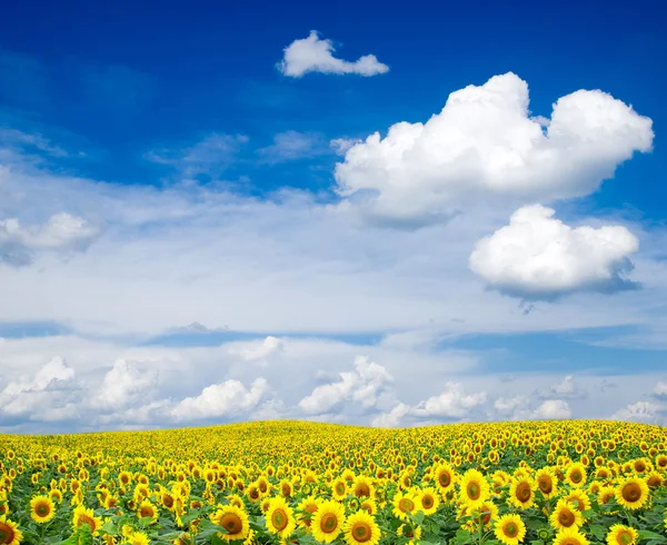 Sonnenblumen — Stockfoto