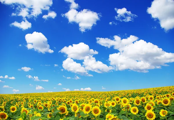 Zonnebloemen — Stockfoto